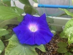 青いアサガオの花
