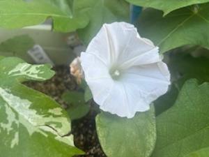 白いアサガオの花