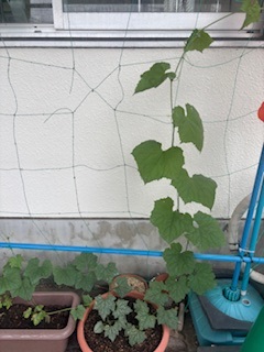 へちま