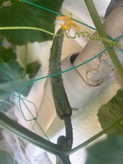 キュウリの実