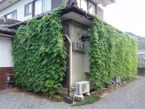 緑のカーテン写真