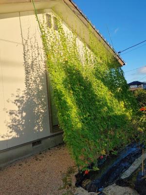 緑のカーテン写真
