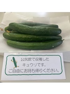 きゅうり