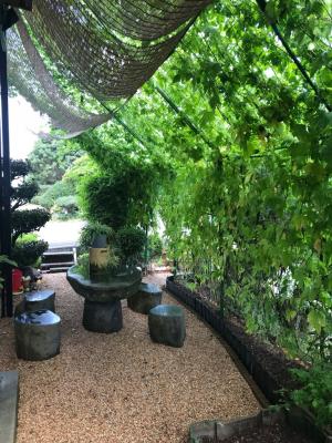 緑のカーテンコンテスト