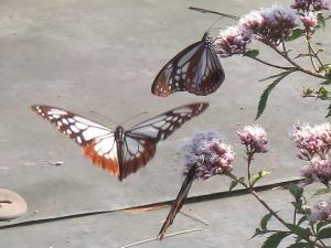 アサギマダラ飛来の様子