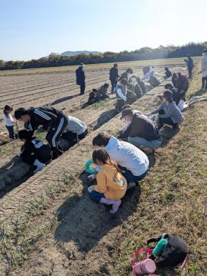 玉ねぎ植付体験②