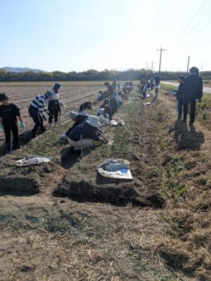 玉ねぎ植付体験③