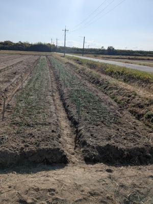 玉ねぎ植付状況