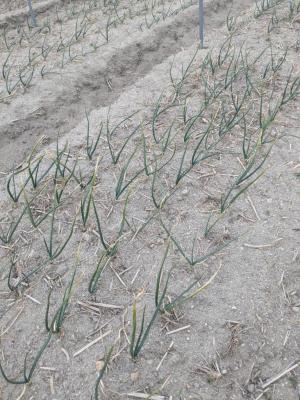 令和8年1月29日　生育状況