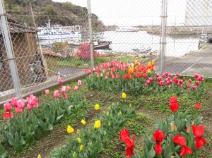 小学校のチューリップ
