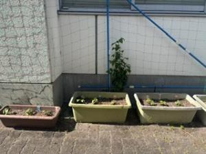 あさがお三つのプランターに植えた