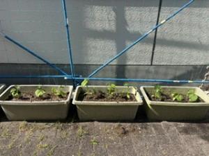 きゅうりの苗を三つのプランターに植えた