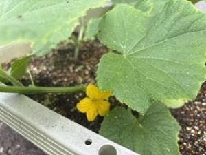 きゅうりの花