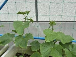きゅうりツルがネットに絡み始めた