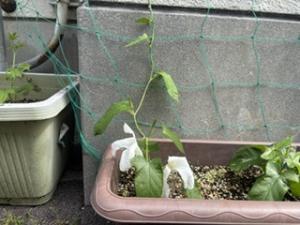 アサガオの白い花