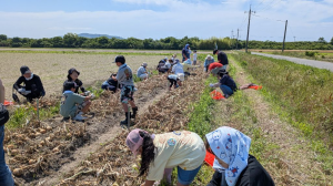 玉ねぎ収穫中