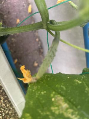 キュウリの実