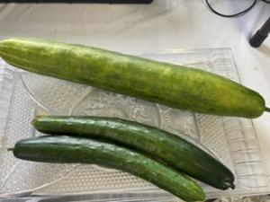 きゅうりの実を収穫