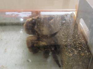 勝間公民館の11月の高齢者（社会見学）18