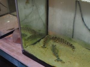 勝間公民館の11月の高齢者（社会見学）19