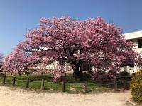 防府市向島の寒桜